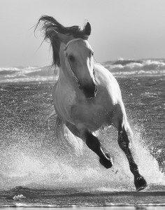 Horse photo emerging from Ocean