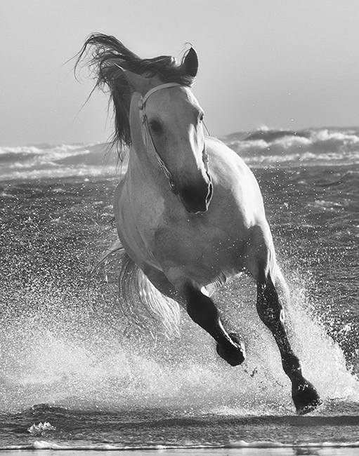 Horse photo emerging from Ocean