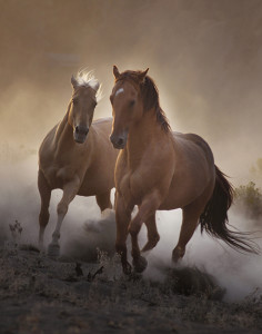 Strength Horses in Dust-motivational horse photo Jody Miller