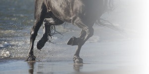 Horse Hooves in the Ocean