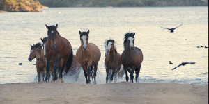 Salt River Wild Horses Emerge from Saguaro Lake-Horse photo Jody Miller
