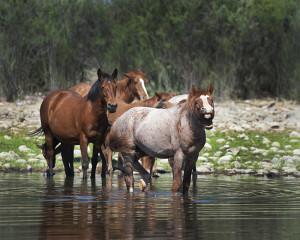 Nap Time Yawning Wild Horses of Salt River-Jody Miller horse photo