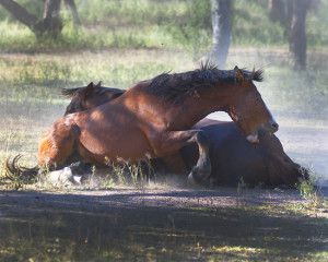 Salt River Wild Horse Photo-Jody Miller