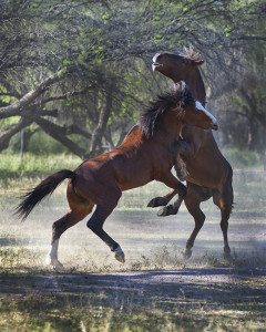 Two Wild Horse Stallions fighting at Salt River Arizona -Jody Miller