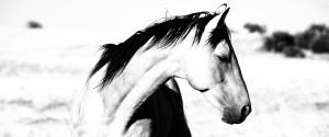 Jody Miller Horse Photography Stallion Breeze