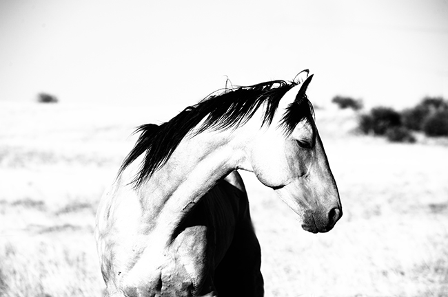 Jody L Miller Horse Photo Stallion Breeze