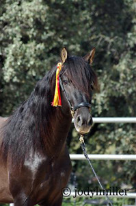 El Pantero WF Tismeer Spanish Horses, photo by Jody Miller