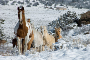 Winter Run horse photo-Jody Miller