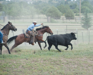 Herding Cattle Photo-Jody Miller