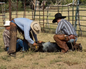 Western Lifestyle Branding Cattle Cowboy Photo-Jody Miller