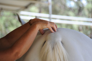 Close up hands on horse photo-Jody Miller Horse photographer