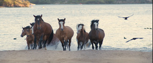 Salt River Wild Horses-Horse Photographer Jody Miller