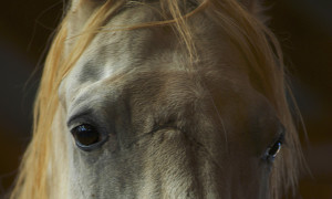 Close up Horse photo with scar on his face-Jody Miller Photography