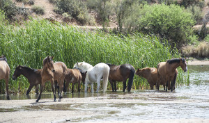 Salt River Wild Horses-Jody Miller Horse Photographer