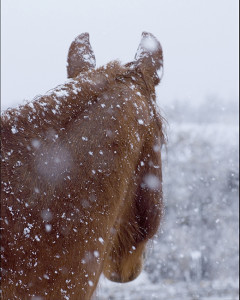 Quarter Horse in Snow-Jody Miller Horse Photo