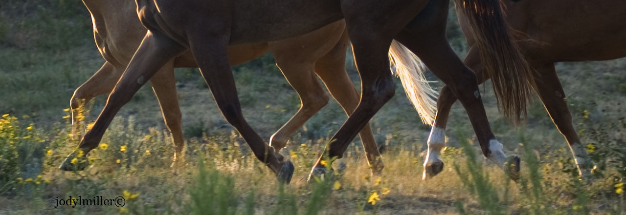 Equestrian lifestyle photographer-Jody Miller