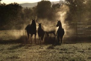 Art Gallery Morning Glow Summer with Horses-Jody Miller Photography