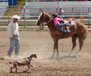 Yavapai County Junior Rodeo-Jody Miller horse photography