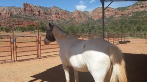 Sedona Arizona Horses and Art- Equine Photographer Jody Miller