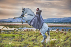 Elegant Andalusian Stallion Horse Photo-Jody L Miller Photography