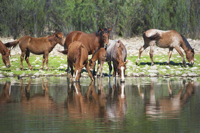 Red Roan Salt River Wild Horses-Equine Photographer Jody Miller