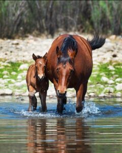 salt river wild horses
