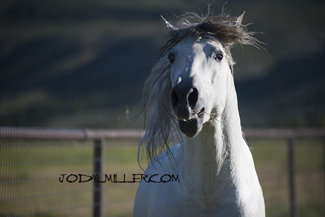 Elegant Equine White Andalusian Stallion-Horse Photographer Jody L Miller