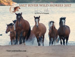 Donation Salt River Wild Horses-Photography Jody L. Miller