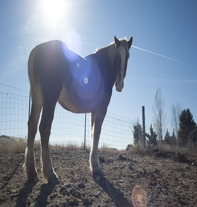re-homing an equine-Horse Photographer Jody L Miller