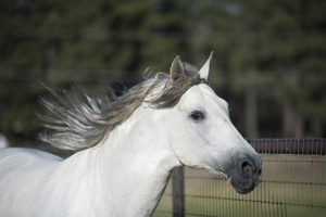 White Andalusian Stallion Horse Elegant Equine-Horse Photographer Jody L Miller