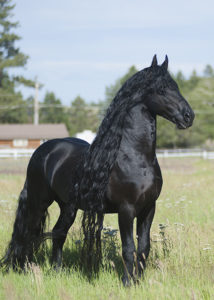 Elegant Equine Black Friesian Stallion Horse-Photography by Jody L Miller