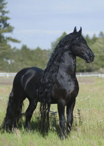 Elegant Equine Black Friesian Stallion-Horse Photographer Jody Miller