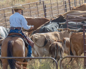 cattle and horses-Horse Photographer Jody L Miller