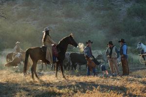Stock Horse Photography-Jody L Miller
