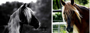 black and white horse photos-Equine Photographer Jody L. Miller