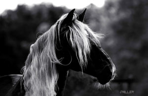 black and white horse photo, Equine Photographer Jody L. Miller