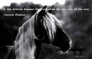 black and white horse photography-Equine Photographer Jody L. Miller