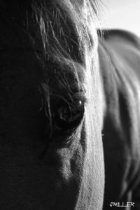 Horse Eye Photography-Jody L Miller