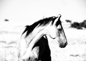 black and white horse photo-Equine Photographer Jody L. Miller