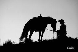 Professional Horse Photographer creates emotional horse art