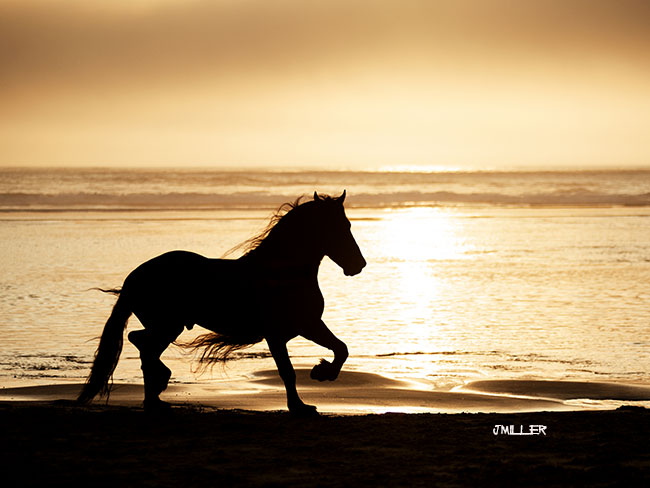 Professional Horse Photographer Emotional Horse photo-Jody L. Miller