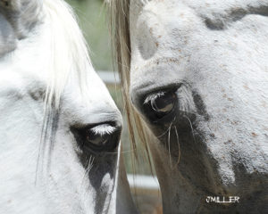 Eye of the Horse Photography-Jody L Miller