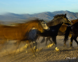 Hanging horse photos-Jody L Miller Horse Photographer