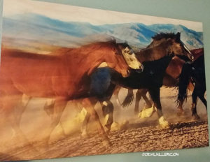 printing horse photos-Horse photographer Jody L. Miller