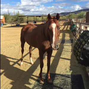 Arizona American Saddlebred Rescue-Equine Photographer Jody L. Miller