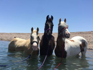 Arizona American Saddlebred Rescue-Equine Photographer Jody L. Miller
