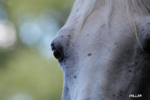 Savor little things with Equine Photographer Jody L Miller