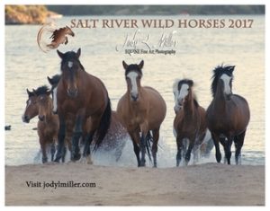 Horse photo coasters and calendars-Jody L. Miller
