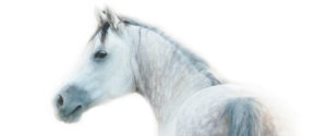White Arabian Gelding Horse