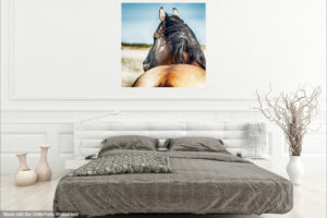 horse art- Jody L. Miller Horse Photography